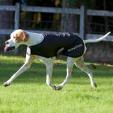 Koirantakki 